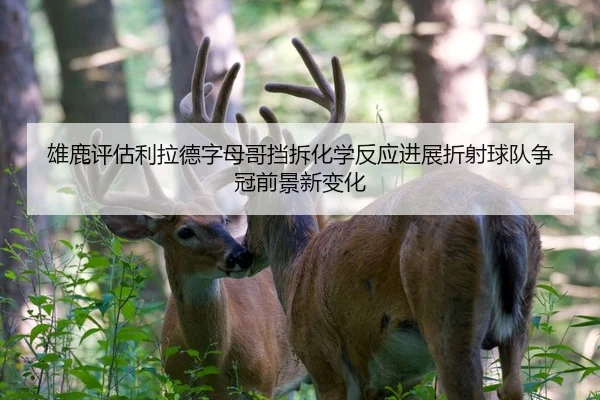 雄鹿评估利拉德字母哥挡拆化学反应进展折射球队争冠前景新变化